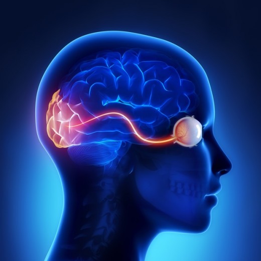 Conexión entre ojo y cerebro