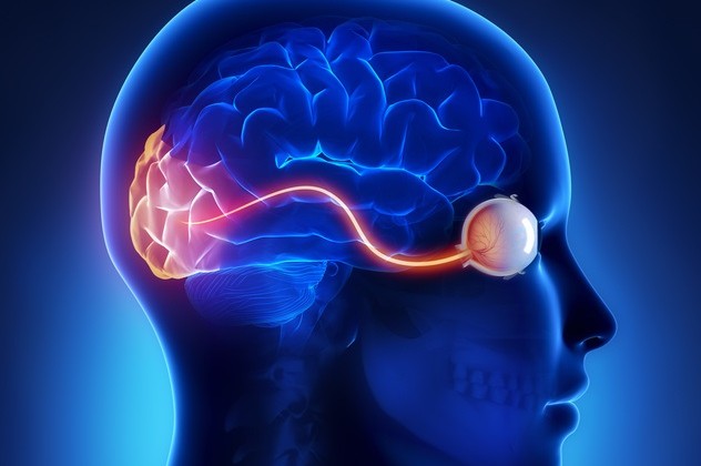 Conexión entre ojo y cerebro